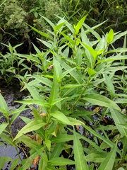 Persicaria robustior