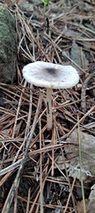 Fungi
