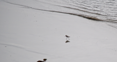 Calidris mauri