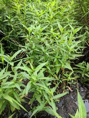 Persicaria robustior