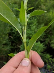 Persicaria robustior