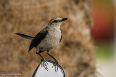 Mimus gilvus