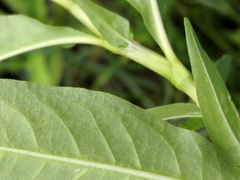 Persicaria robustior