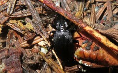 Pterostichus lachrymosus