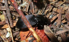 Pterostichus lachrymosus