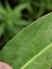 Persicaria robustior