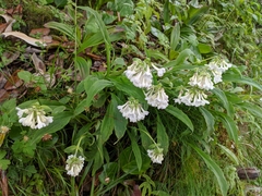Nardostachys jatamansi