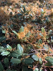 Cuscuta jepsonii
