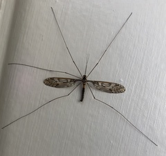 Leptotarsus binotatus