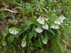 Nardostachys jatamansi