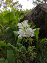 Nardostachys jatamansi