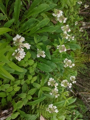 Nardostachys jatamansi