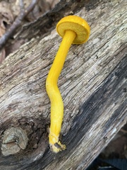 Aureoboletus auriflammeus