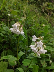 Nardostachys jatamansi
