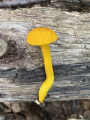 Aureoboletus auriflammeus