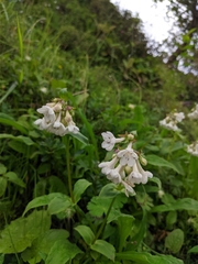 Nardostachys jatamansi