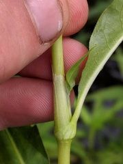 Persicaria robustior