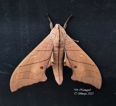 Marumba cristata