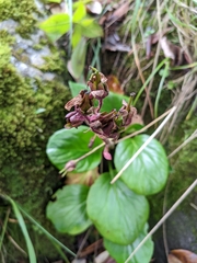 Bergenia stracheyi