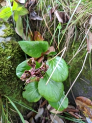 Bergenia stracheyi