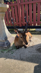 Cervus nippon