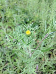 Heterotheca camporum