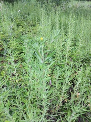 Heterotheca camporum