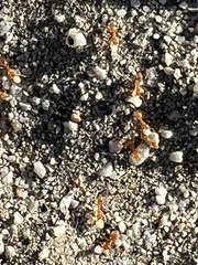 Forelius pruinosus