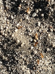 Forelius pruinosus