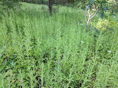 Heterotheca camporum