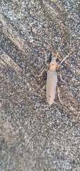 Copidita quadrimaculata