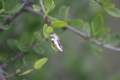 Acontiinae