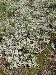 Antennaria pulchella