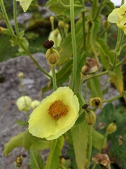 Meconopsis regia
