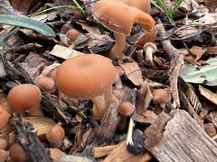 Tubaria furfuracea