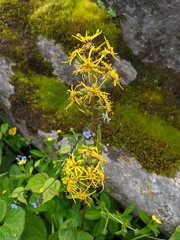 Ligularia amplexicaulis