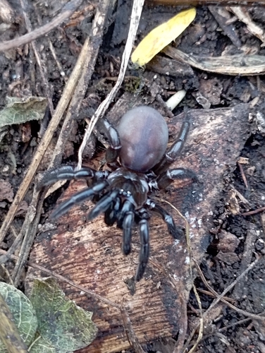 Southwestern Trapdoor Spider