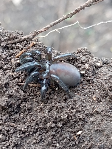 Southwestern Trapdoor Spider