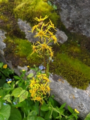 Ligularia amplexicaulis