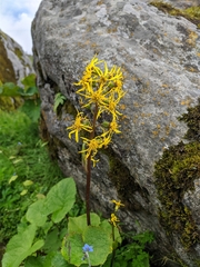 Ligularia amplexicaulis
