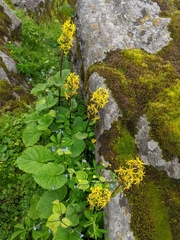 Ligularia amplexicaulis