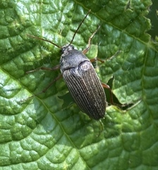 Capnochroa fuliginosa