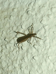 Saicinae