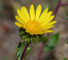 Grindelia subalpina