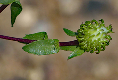Grindelia subalpina