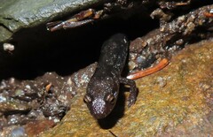 Desmognathus imitator