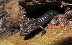 Desmognathus imitator