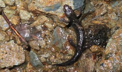 Desmognathus imitator