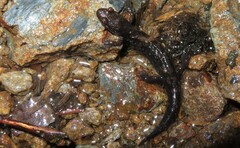 Desmognathus imitator