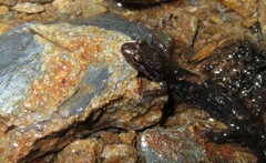 Desmognathus imitator